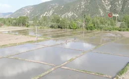 Ilgaz Dağı’nın kar suyuyla beslenen tarlalarda çeltik ekimi başladı