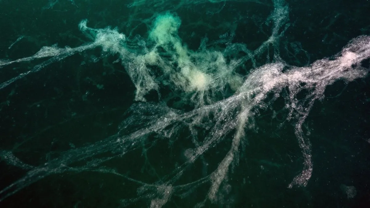 Müsilaj Marmara’ya geri döndü: Deniz ekosisteminde tehlike çanları çalıyor